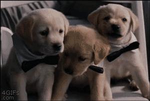 超级可爱呆萌的小奶狗,全种类小奶狗超萌合集