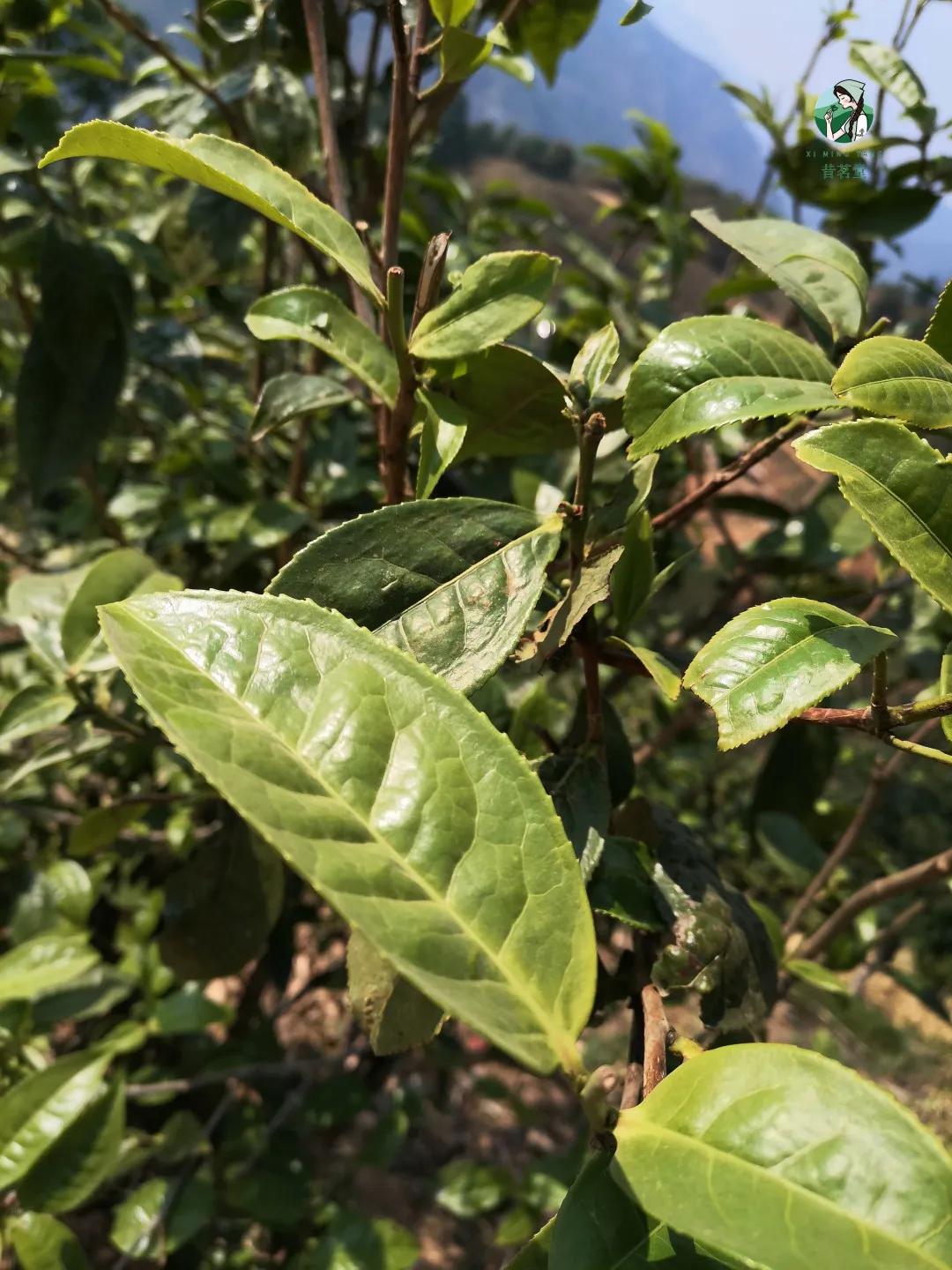 易武正山贡茶图片大全,2002年易武正山贡茶阿诗玛