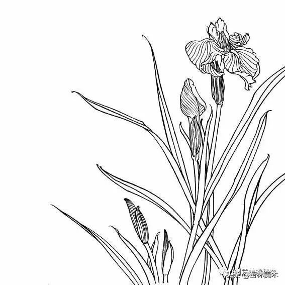 工笔花卉线稿和色稿,花卉白描线稿