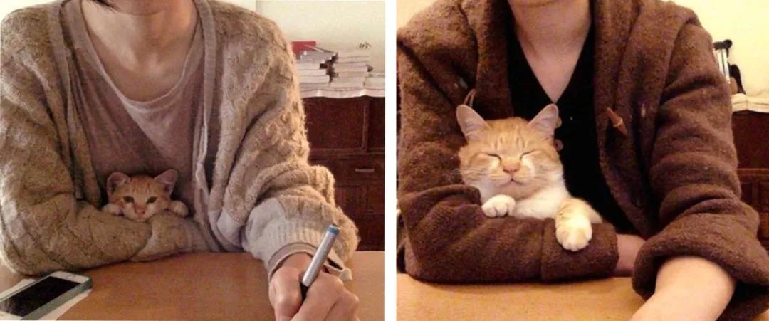 珍贵照片猫咪,猫咪和主人令人惊艳的合照