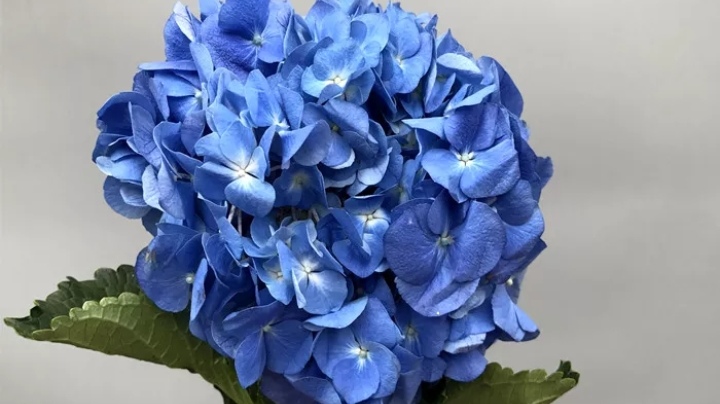 五种常见花材有什么颜色,常见绿色花材