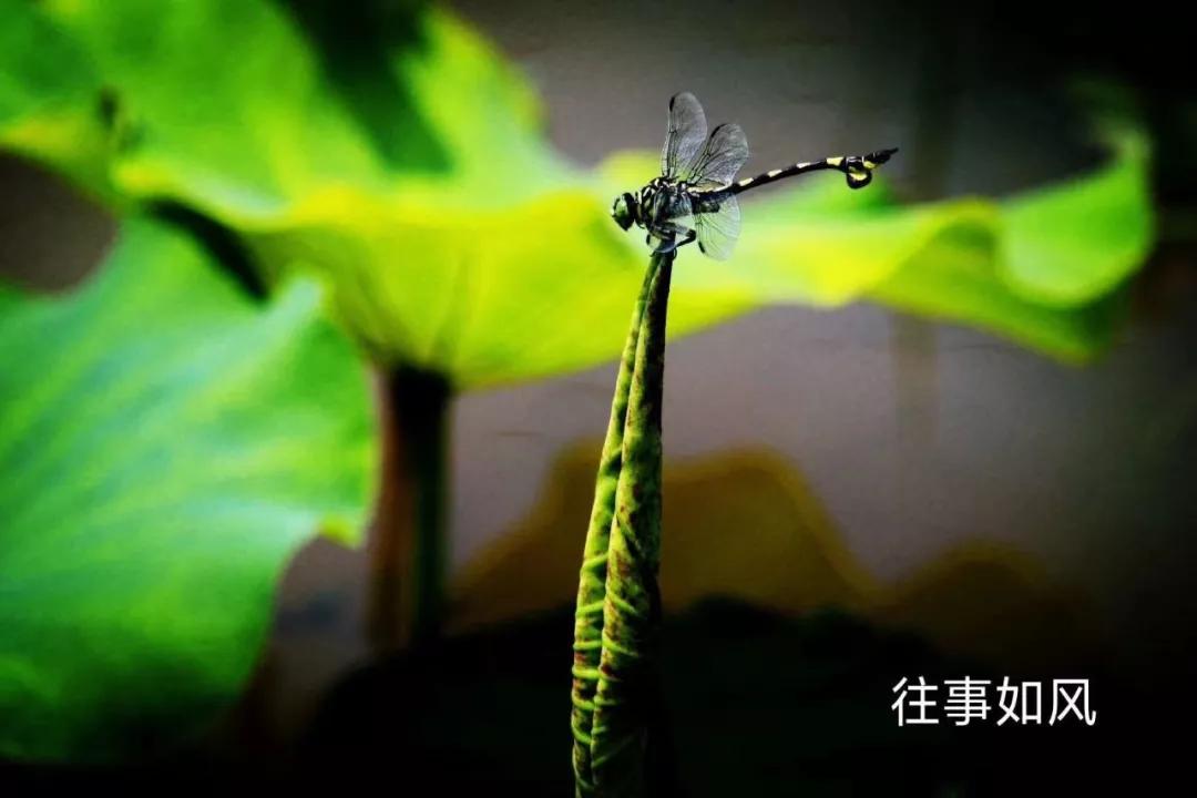 惊艳！淮阳，因为ta，美得不像“画”