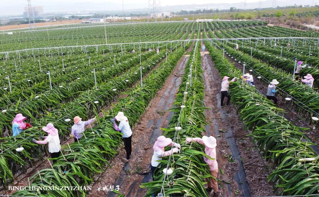 附近的火龙果采摘园海南,海南火龙果采摘