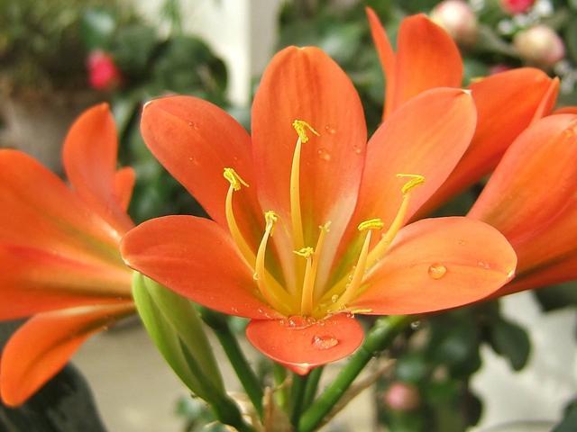 君子兰叶心腐烂了还能活吗,君子兰中心叶片腐烂怎么补救