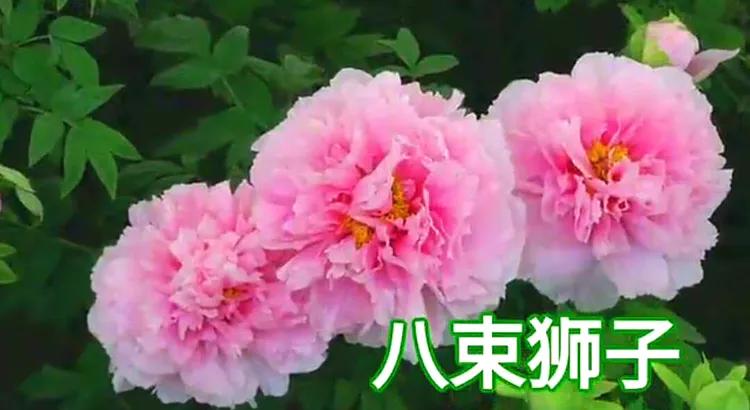 雍容华贵的国之牡丹惊艳了世界,美丽富贵的国花洛阳牡丹