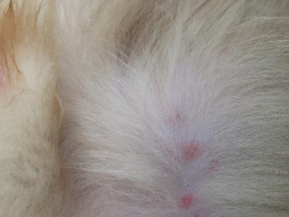 养狗必备七种药,养狗常备药一览表