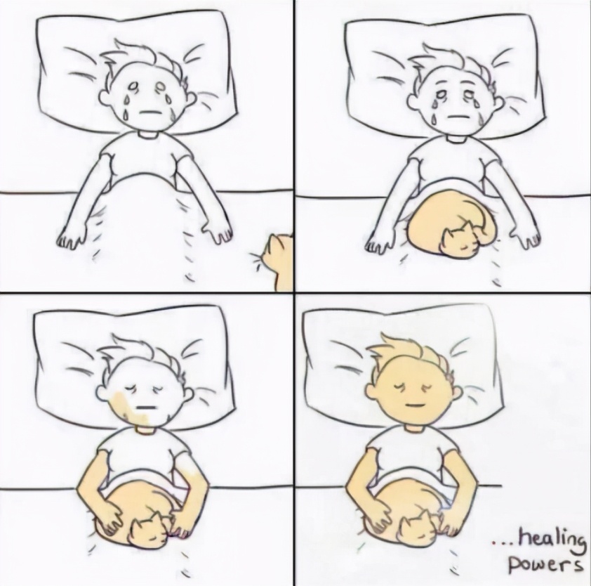 养宠物的人内心都是孤独的吗,养宠物真的可以缓解孤独吗