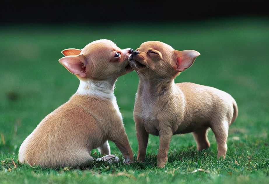 “忽悠”我买吉娃娃的人，你们把我害苦了