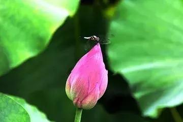 第三届诗词大会看图猜古诗,看图猜古诗100首及答案