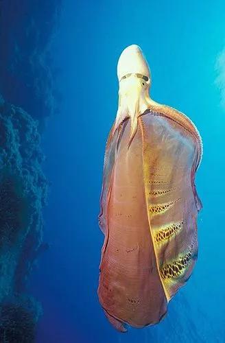 神秘的顶级海底照片难得一见,罕见海底美人照片