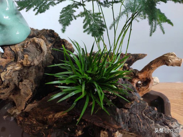 文竹菖蒲盆景,文竹菖蒲假山盆景图片大全