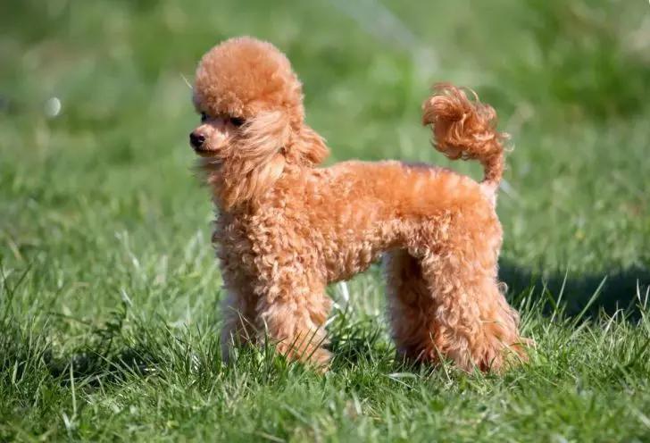 世界上最小最可爱的狗,世界上最可爱最小的狗