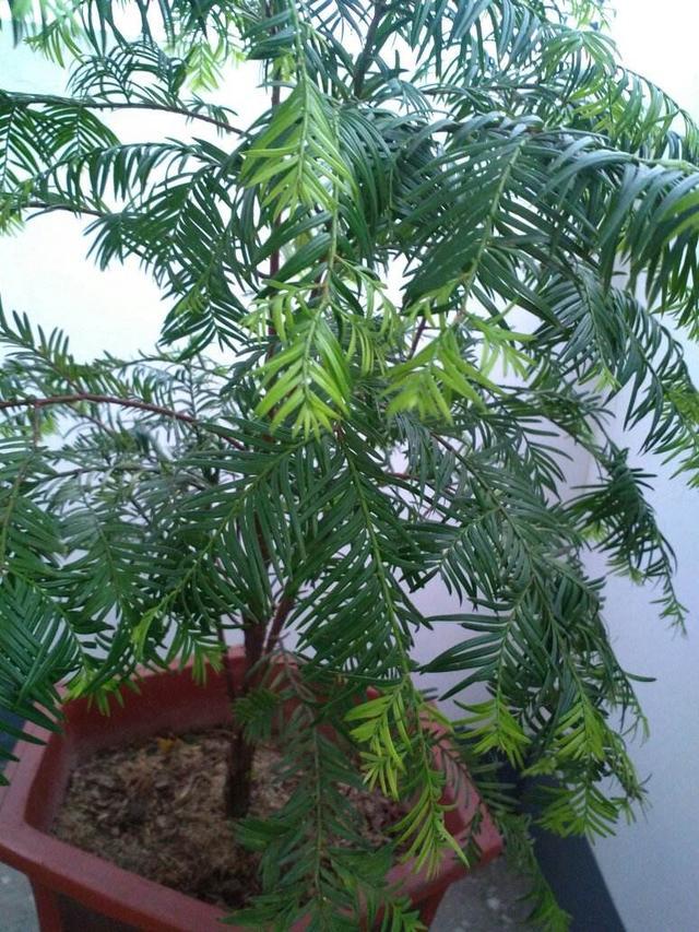 红豆杉盆栽怎么样管理好看,自己种植的红豆杉应该怎么处理