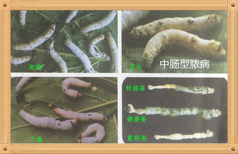 养蚕蚕虫病怎么治,养蚕病害