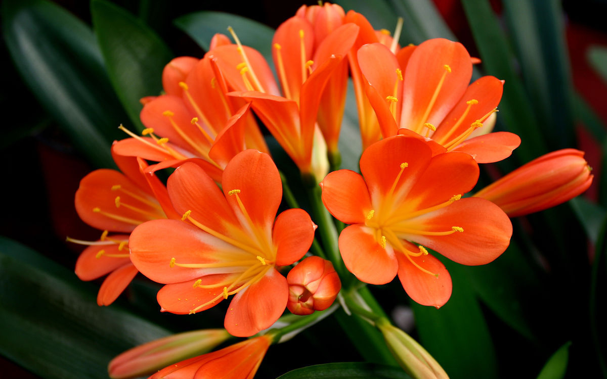 水泡烂苹果，可以喝的“营养液”，干净肥力大，浇啥旺啥，还减肥