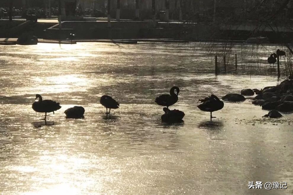 河南唯一一所211大学,河南郑大是985还是211院校