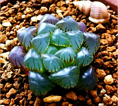 冰灯玉露多肉,冰灯玉露多肉植物