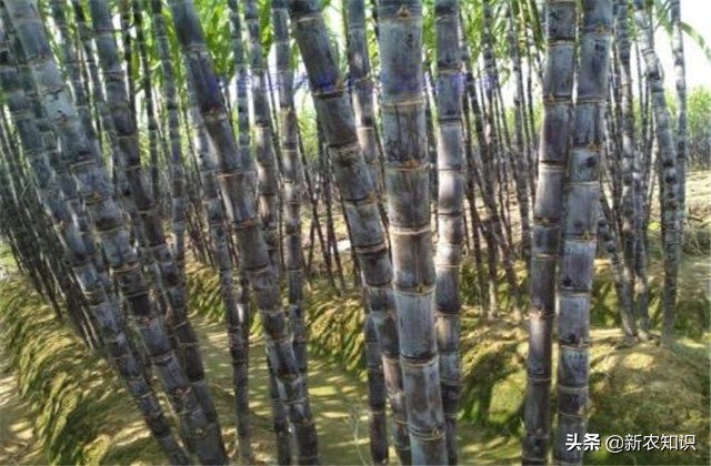 甘蔗种植技术及管理方法,2.5米行距甘蔗种植产量如何