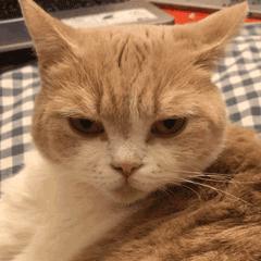 猫咪的胡须原来这么重要,猫咪胡须对猫有什么影响