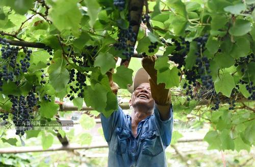 葡萄采收的最佳时间,葡萄成熟方法