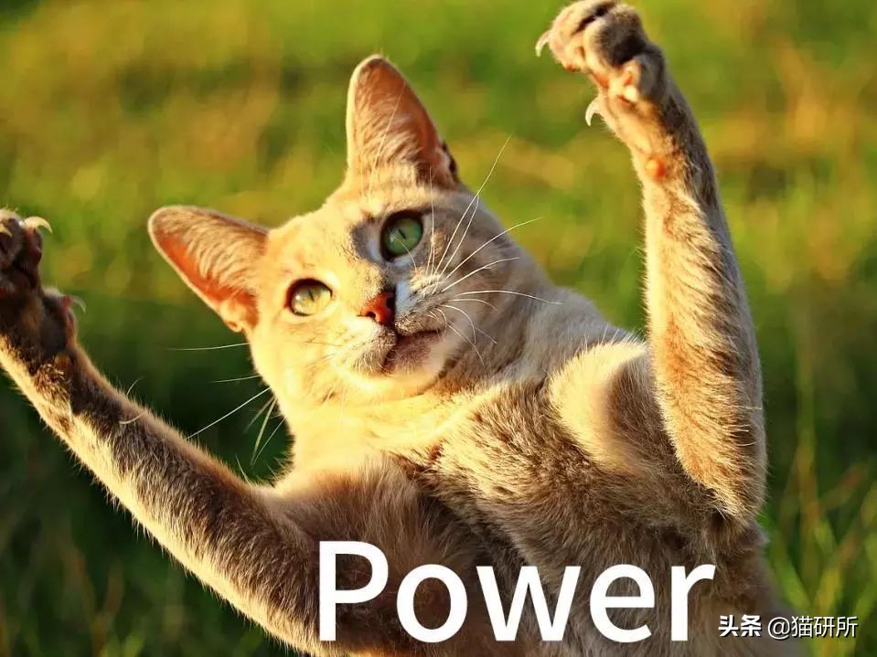 猫咪的脚丫子总是猫屎味 (为啥猫咪脚丫子臭)