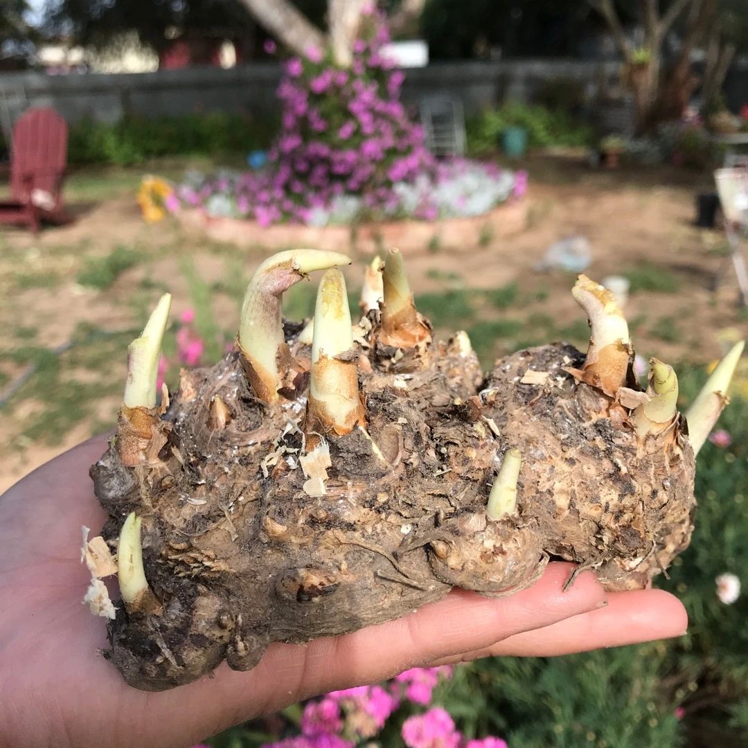 盆栽马蹄莲的养护方法,马蹄莲的块茎怎样保存时间长