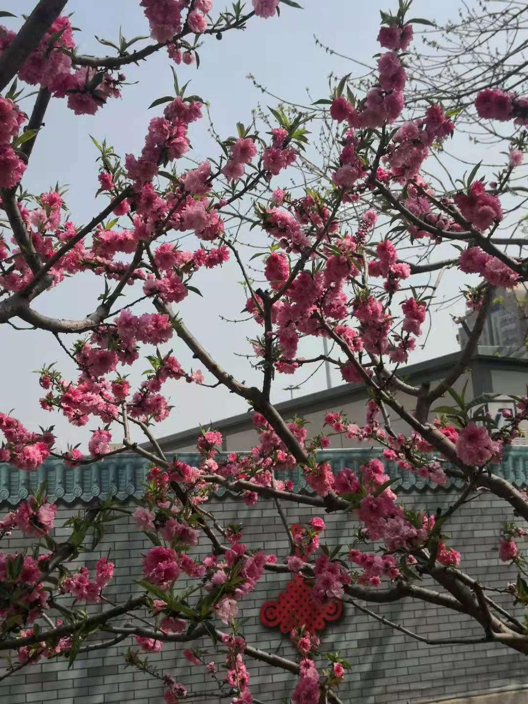 思君古诗词,思君诗歌曲大全