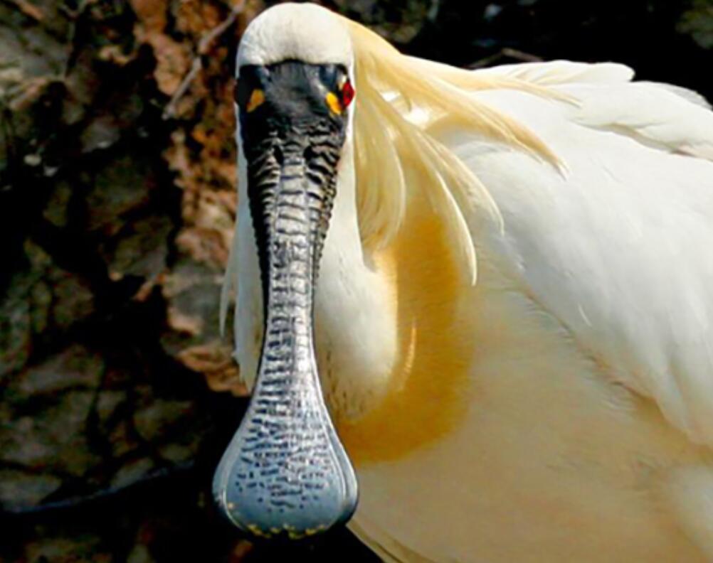 全球十大濒危物种,2024年国家珍贵濒危鸟类