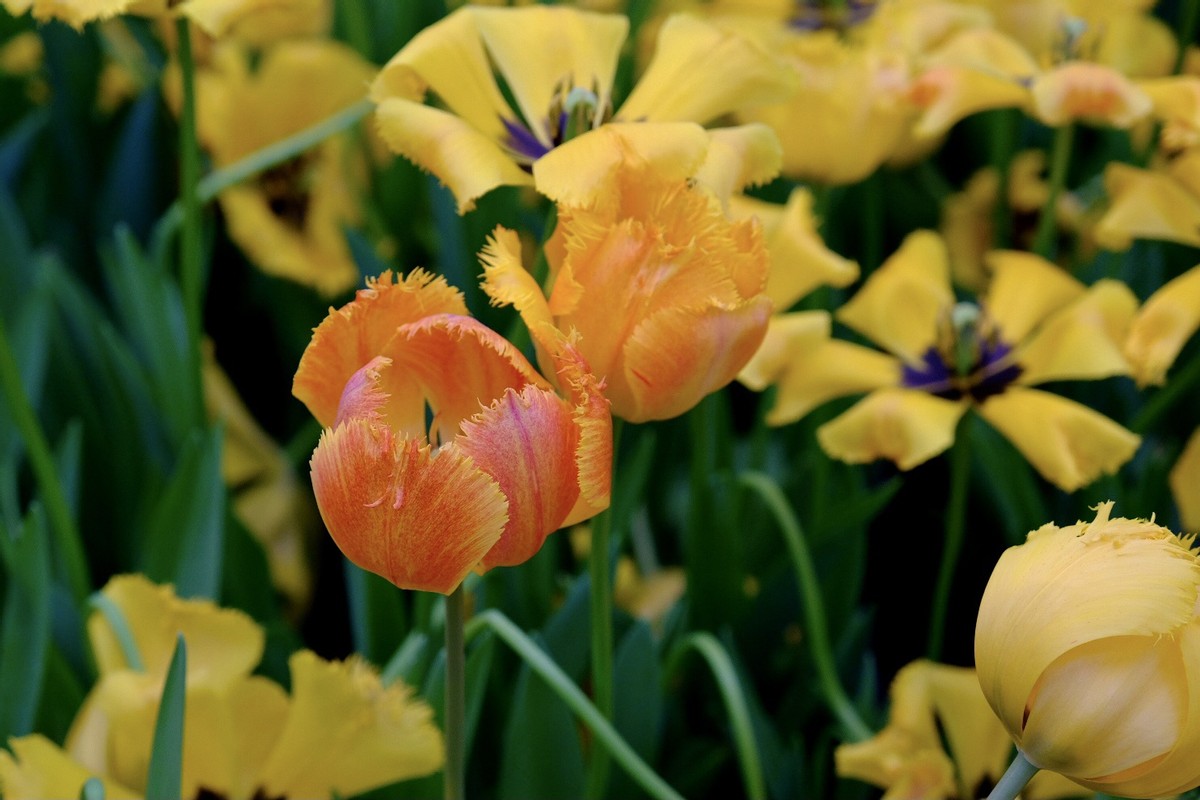 不争不抢却越过越好的星座,不争不抢心寡欲的星座