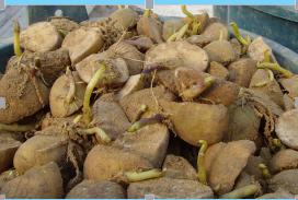 马铃薯主要栽培技术要点,马铃薯地膜覆盖高产栽培技术