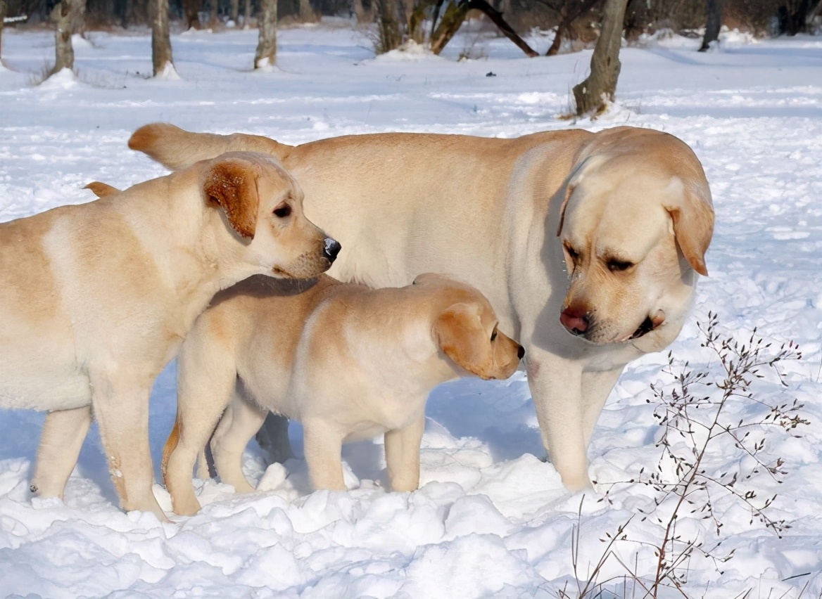 在中国10个品种的狗狗最受欢迎,现在最流行的狗狗是什么品种