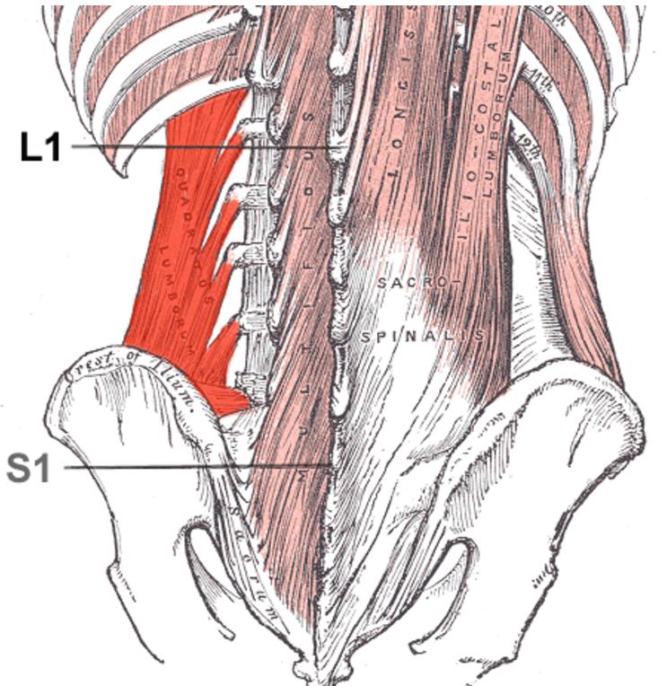腰疼不是骨头疼怎么回事,腰疼不是左边疼就是右边疼