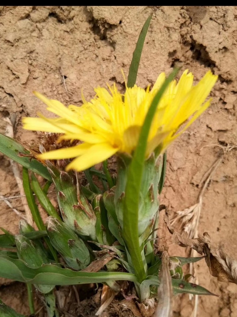 春天的森林气息,春天的馥郁气息