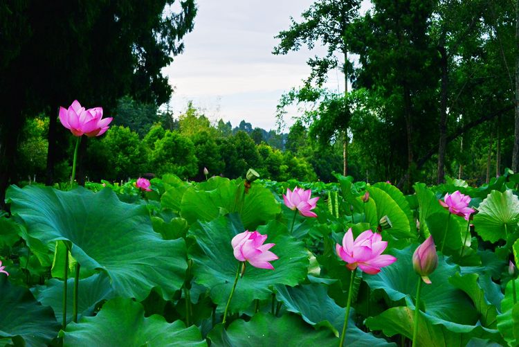 涔愯嚦鑽疯姳鎽勫奖浣滃搧娆ｈ祻,涔愯嚦鍗拌薄鎽勫奖