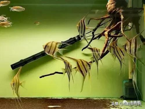 埃及观赏鱼的饲养要点,埃及神仙鱼的饲养技巧和方法