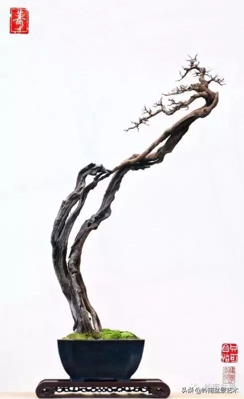 素仁格与文人树,你怎么看?