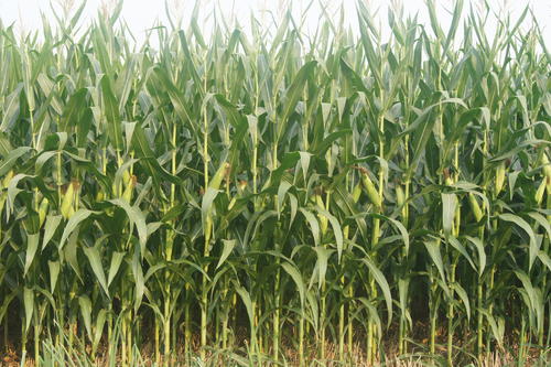 一个玉米品种能连续种几年,连续8年都丰产的玉米品种