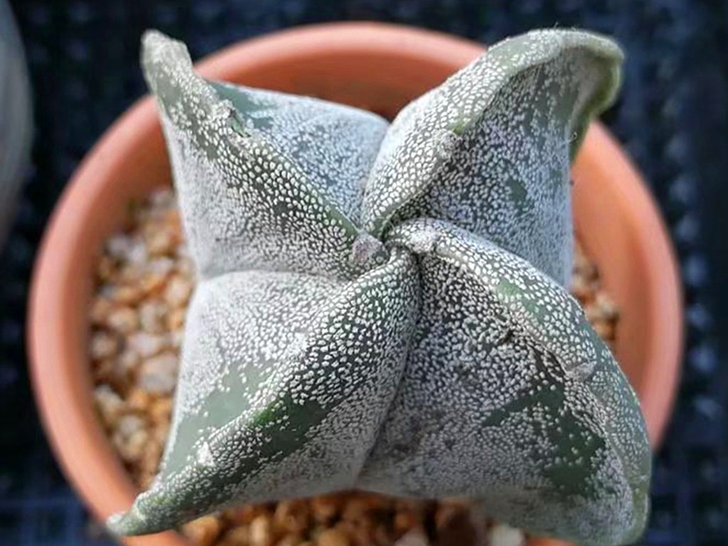 带斑点的多肉有哪些,有气质的多肉