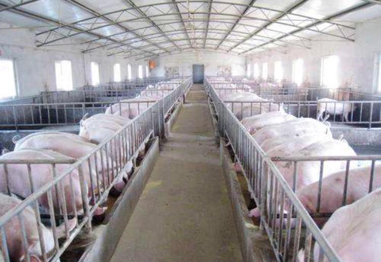 正大100万头生猪产业链项目,牧原50亿养猪场