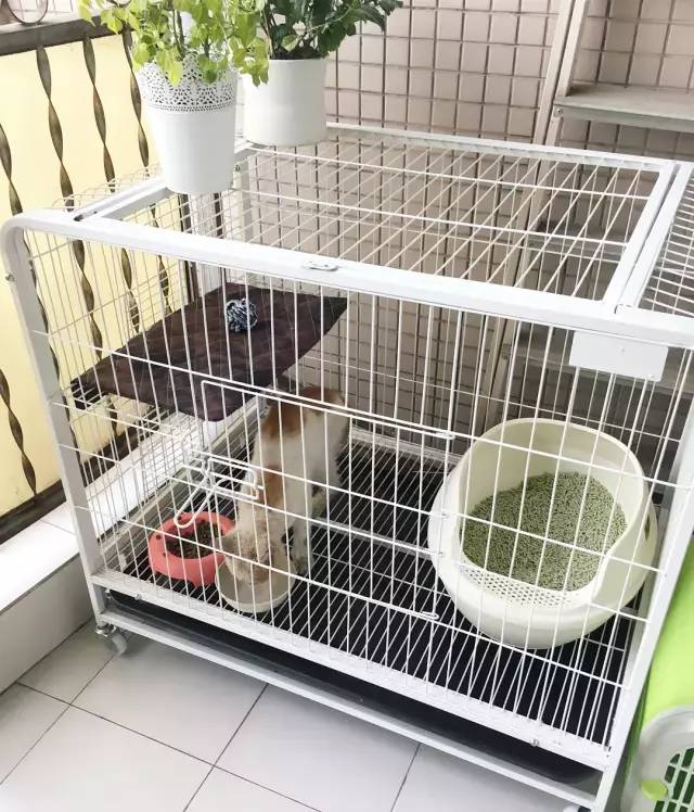 她救下一只得皮肤病脾气巨差的猫咪，花了两个月变身软萌美喵