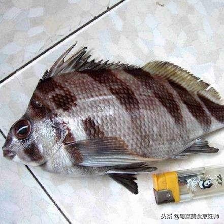 名贵海鲜食材排名,名贵海鱼大全图片