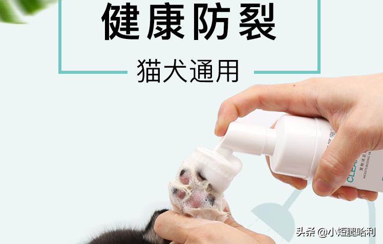 狗舍怎么养柯基,第一次养狗适合养柯基吗