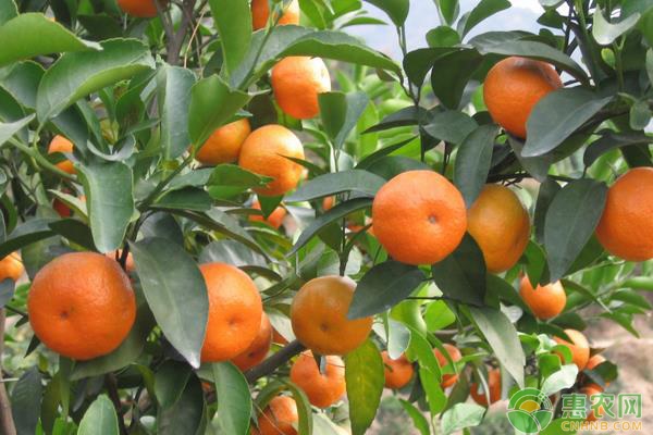 柑桔之乡在哪里,柑桔产地