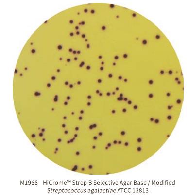 显色培养基教程,显色培养基用途