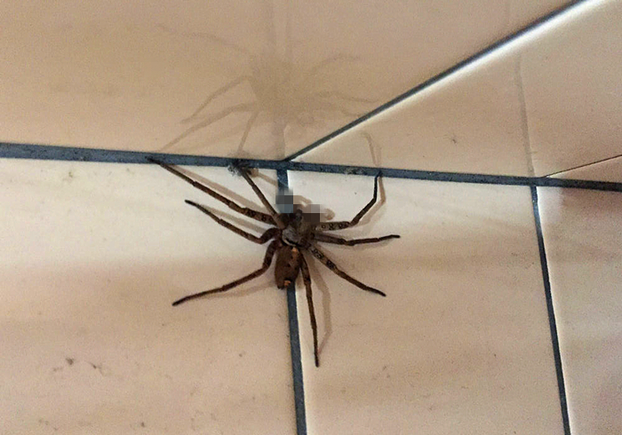 家里出现大蜘蛛是什么蜘蛛,家里来了个大蜘蛛打死了预示什么