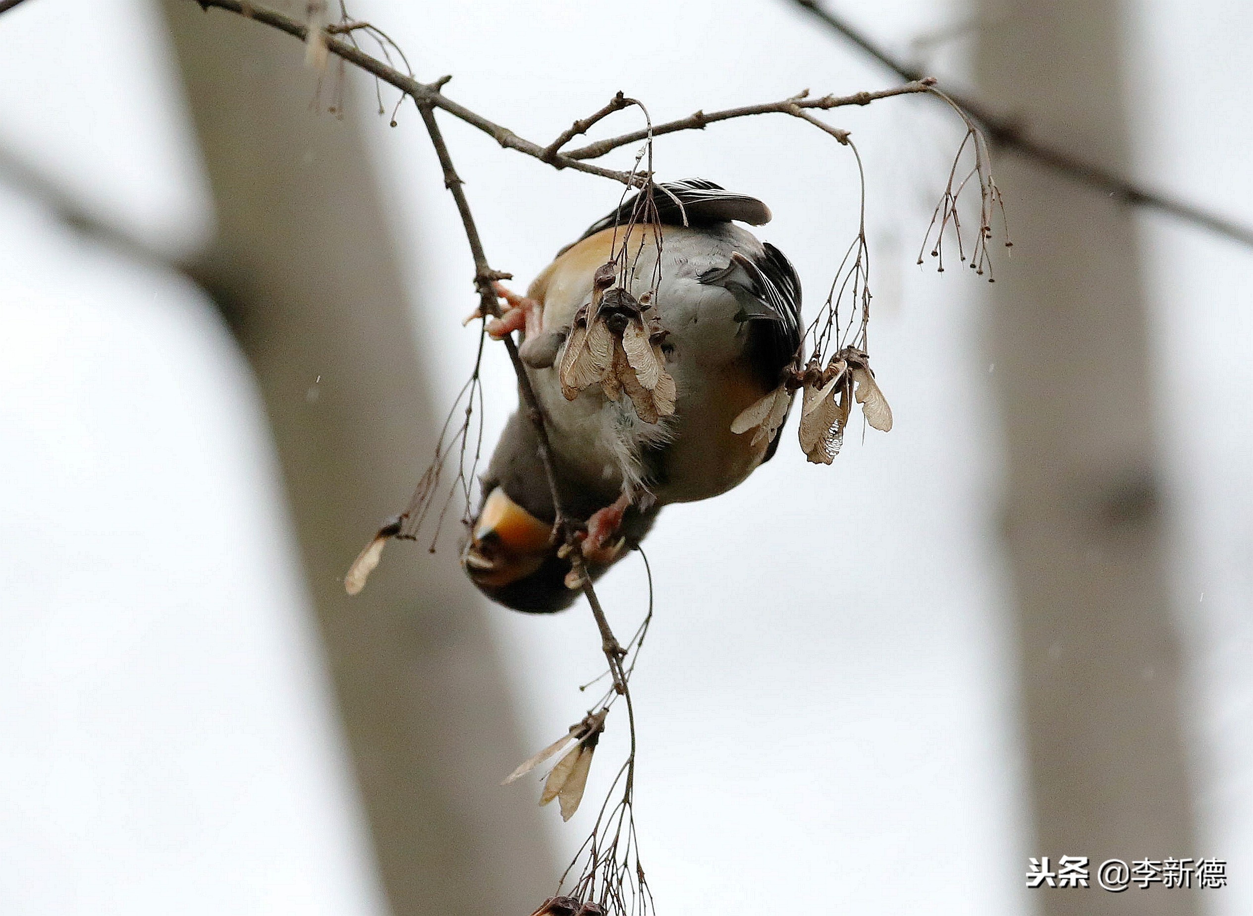 合肥望江西路蜀峰湾,合肥蜀峰湾有什么鸟