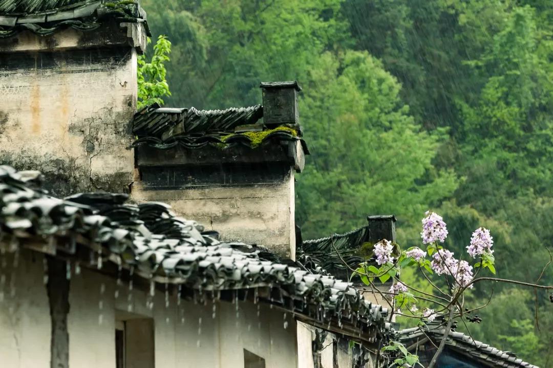 安徽春天美丽的视频,安徽美丽的春天