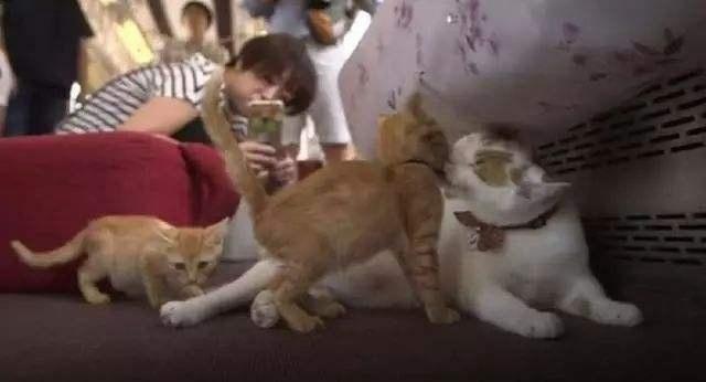 日本猫咪咖啡列车,日本火车站猫咪