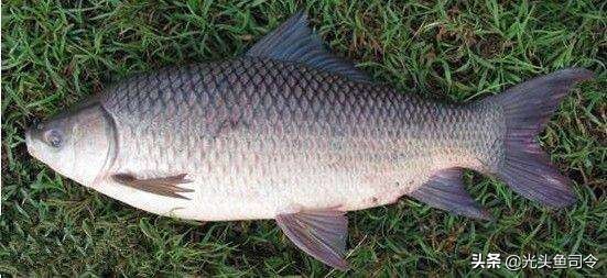 印度野鲮,印度野鲮鱼