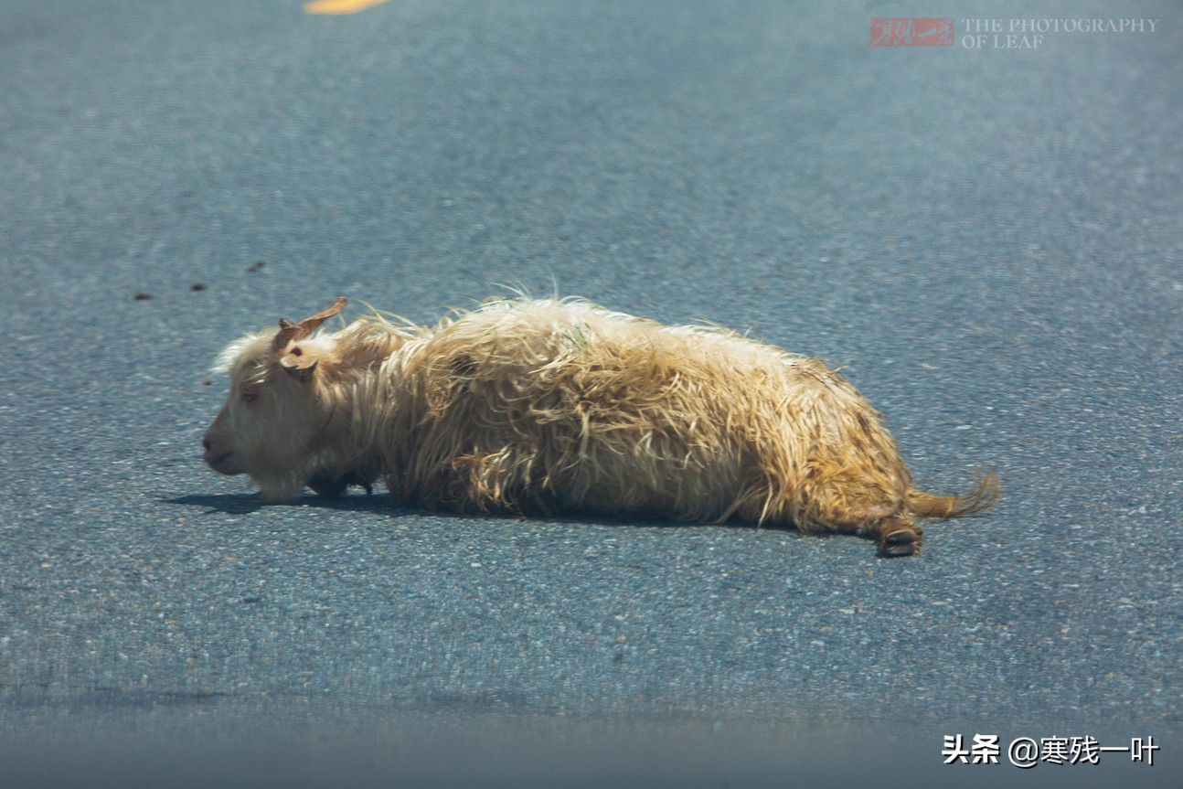 自驾*疆新**，路上撞到一只羊该怎么办？这位小哥的举动给我上了一课
